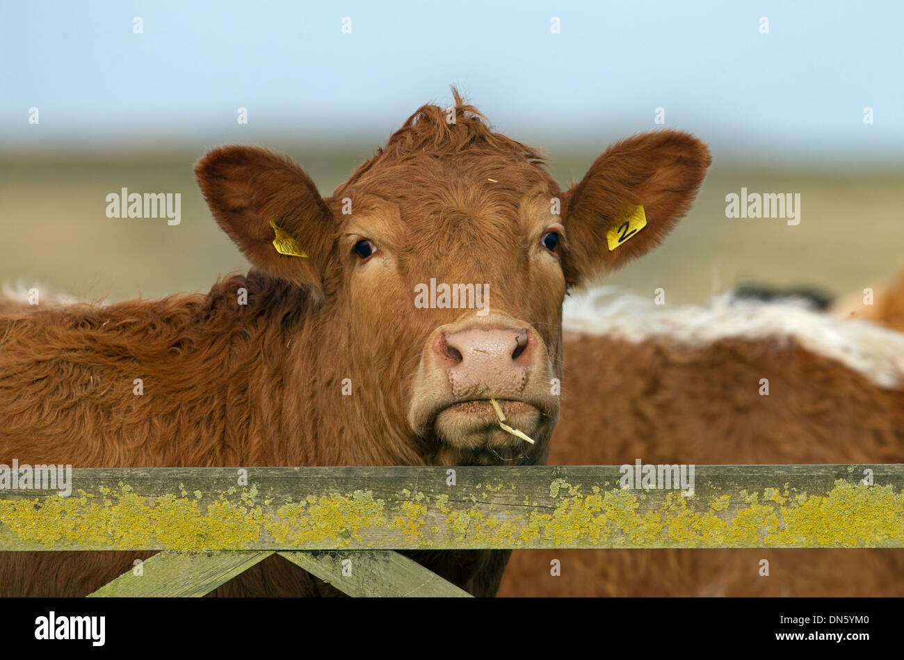 Limousin bovini da carne guardando oltre il recinto nel campo costiere novembre Norfolk Foto Stock