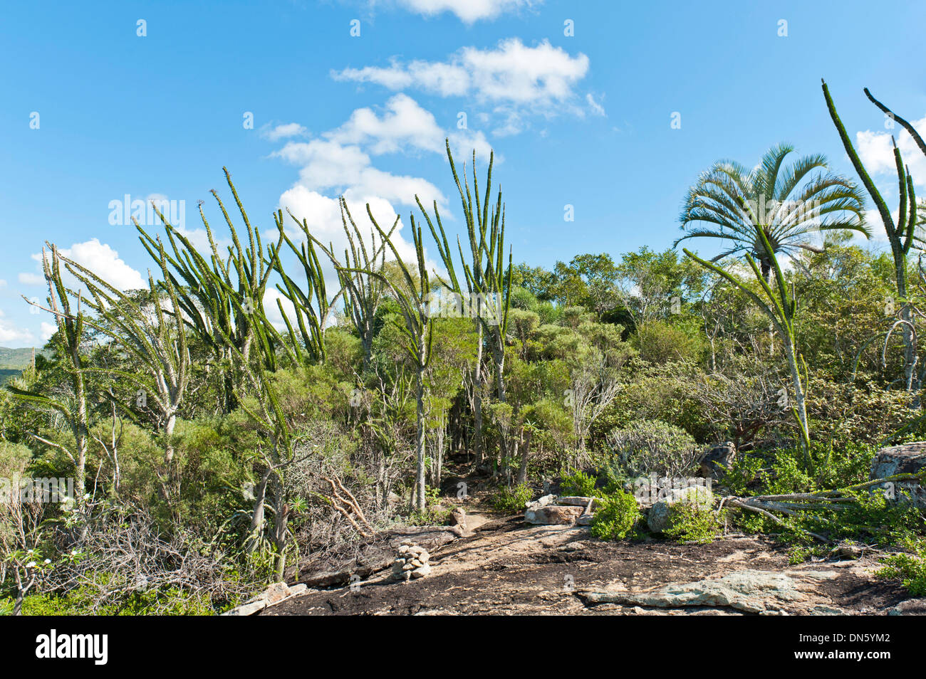 Tropical foresta secca paesaggio con fiume e rocce, con Madagascan Ocotillo o Alluaudia (Alluaudia procera), Didiereaceae Foto Stock