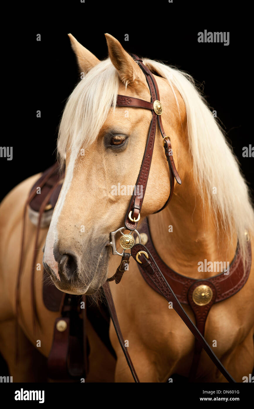 Criollo castrazione, Palomino con un tripudio, indossando una briglia occidentale Foto Stock