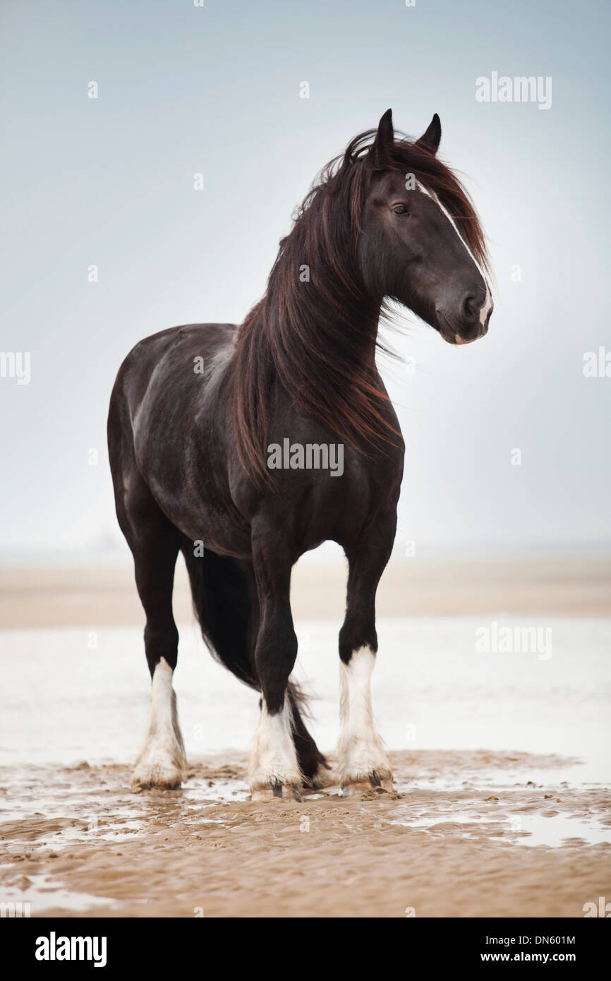 Shire Horse castrazione, nero con un tripudio, roaming libero sulla spiaggia, Borkum, Bassa Sassonia, Germania Foto Stock