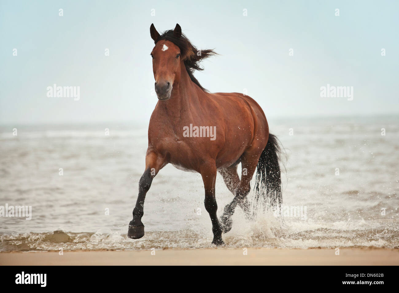 Andalusa di meticcio castrazione, marrone con una marcatura del viso, esecuzione a un trotto durante il roaming libero sulla spiaggia di Borkum Foto Stock