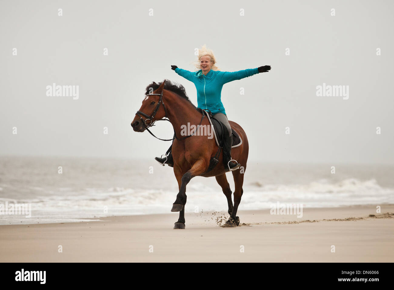 Equitazione donna freehand su una metà andaluso-razza castrazione, indossando una briglia inglese, sulla spiaggia di Borkum, Bassa Sassonia Foto Stock