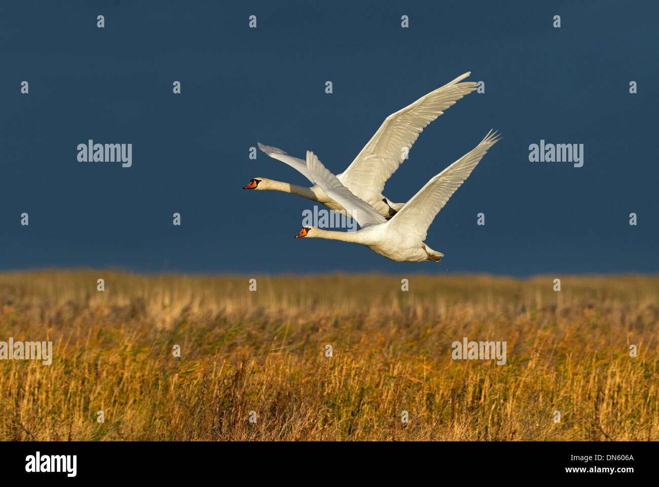 Cigni muti Cygnus olor In volo contro un cielo tempestoso a Cley Norfolk Foto Stock
