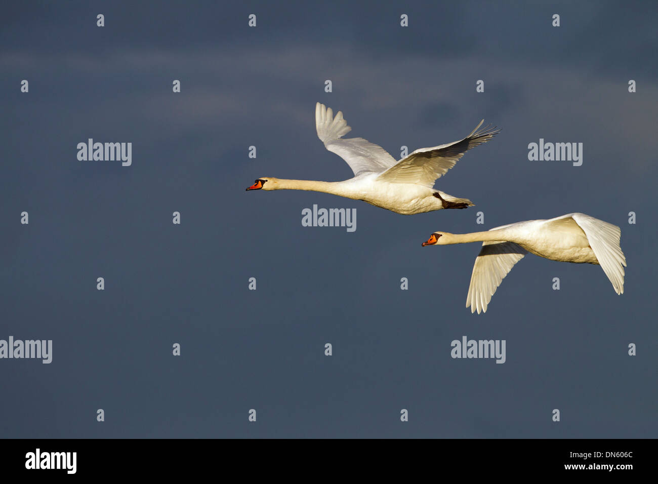 Cigni muti Cygnus olor In volo contro un cielo tempestoso a Cley Norfolk Foto Stock