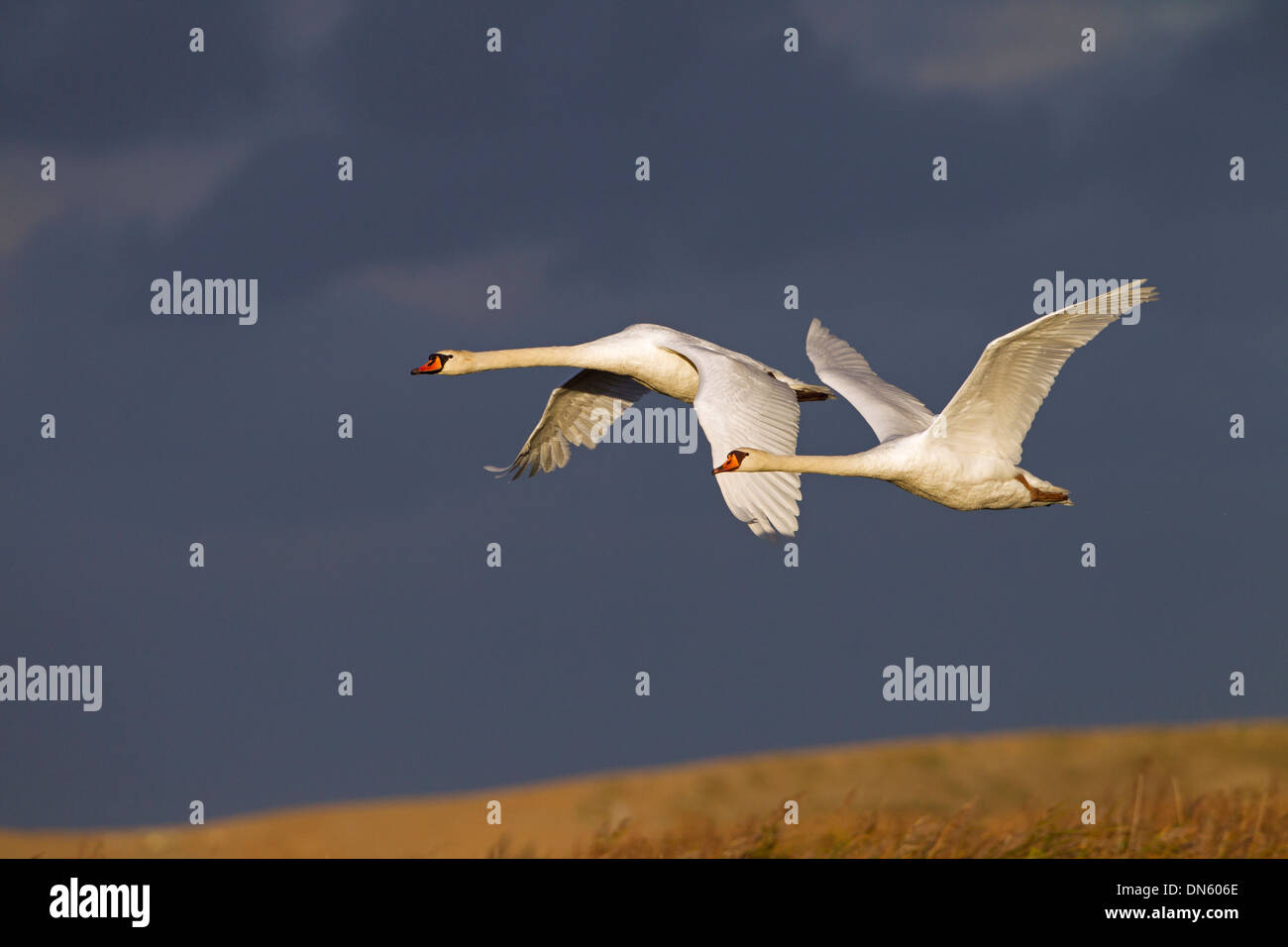Cigni muti Cygnus olor In volo contro un cielo tempestoso a Cley Norfolk Foto Stock