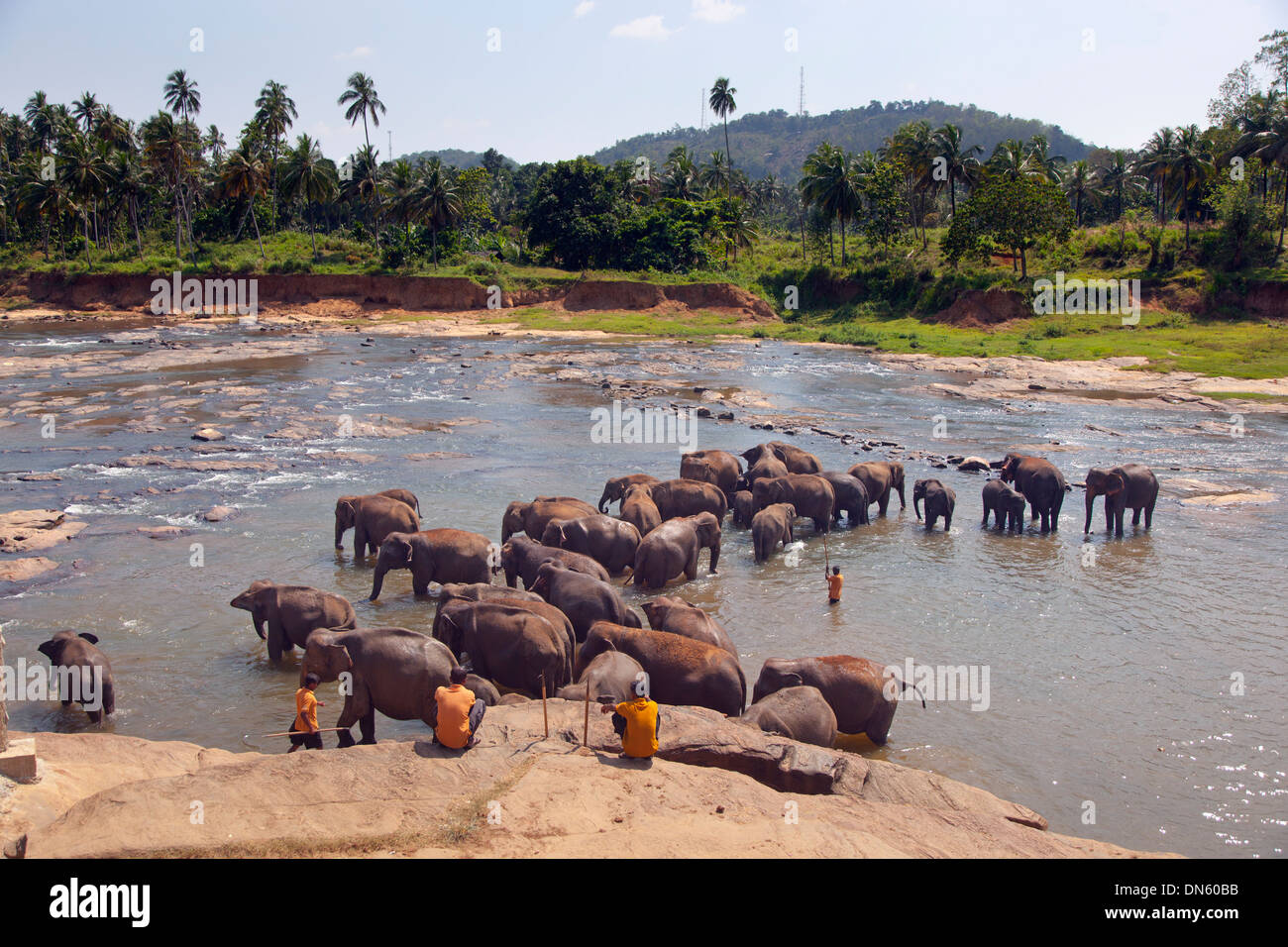 Pinnawala l'Orfanotrofio degli Elefanti dello Sri Lanka Dipartimento della fauna selvatica Foto Stock