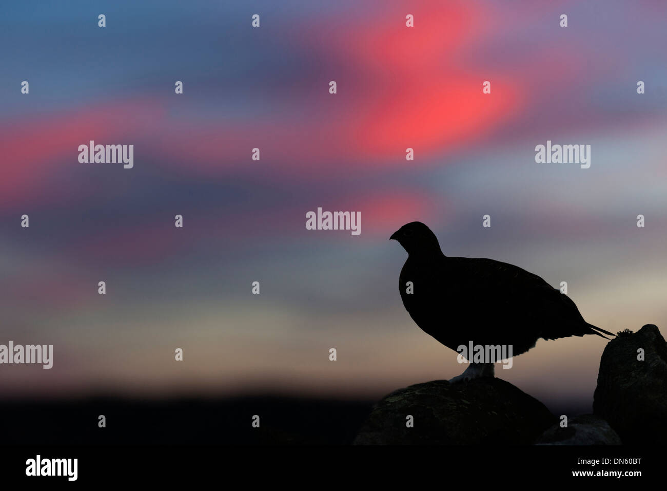 Red Grouse Lagopus scoticus all'alba sulla pietra a secco la parete Foto Stock
