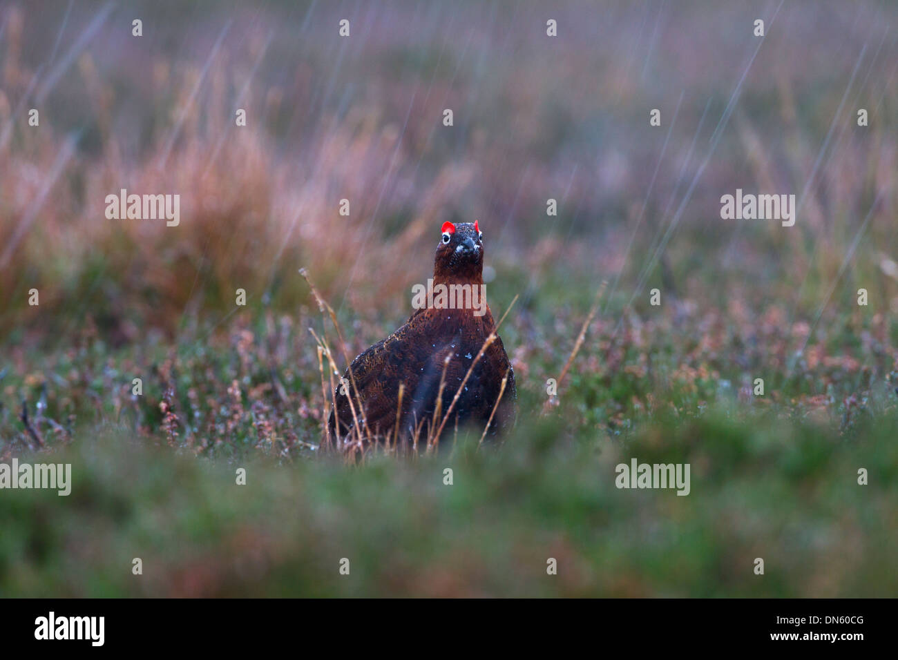 Red Grouse Lagopus scoticus nella tempesta di neve sulla brughiera top Foto Stock