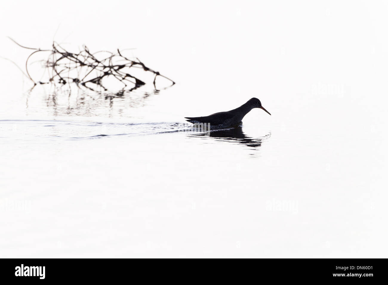 Silhouette di Redshank Tringa totanus alimentazione lungo litorale Foto Stock