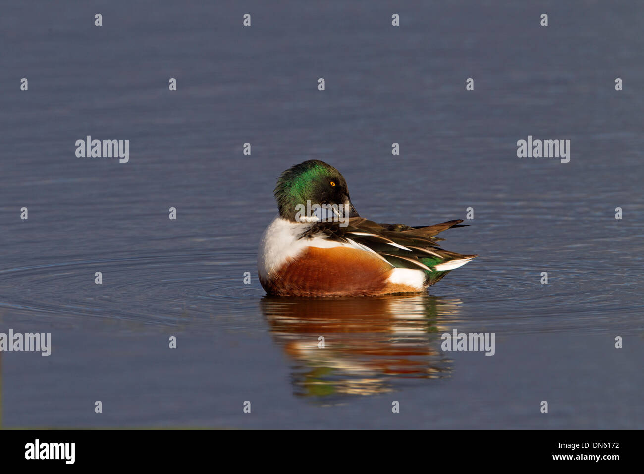 Mestolone Anas clypeata drake preening Cley paludi Norfolk Foto Stock