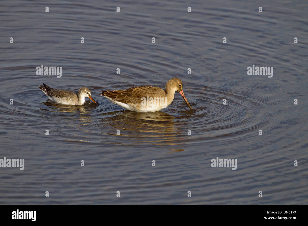 Spotted Redshank Tringa erythropus con nero-tailed Godwit alimentazione sulle paludi costiere Foto Stock