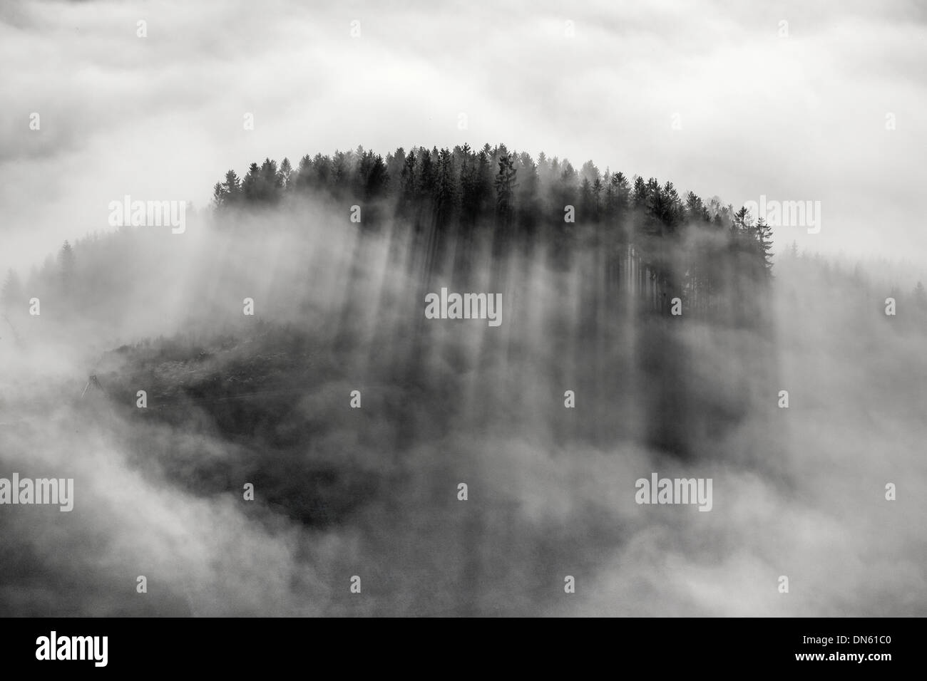 Hill con abeti e abeti, retroilluminato, copertura nuvolosa, Meschede, regione di Sauerland, Nord Reno-Westfalia, Germania Foto Stock
