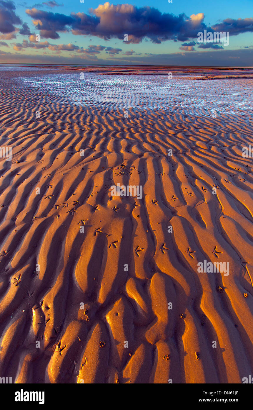 Uccelli Shore impronte sulla alimentazione invernale terra Costa North Norfolk Foto Stock