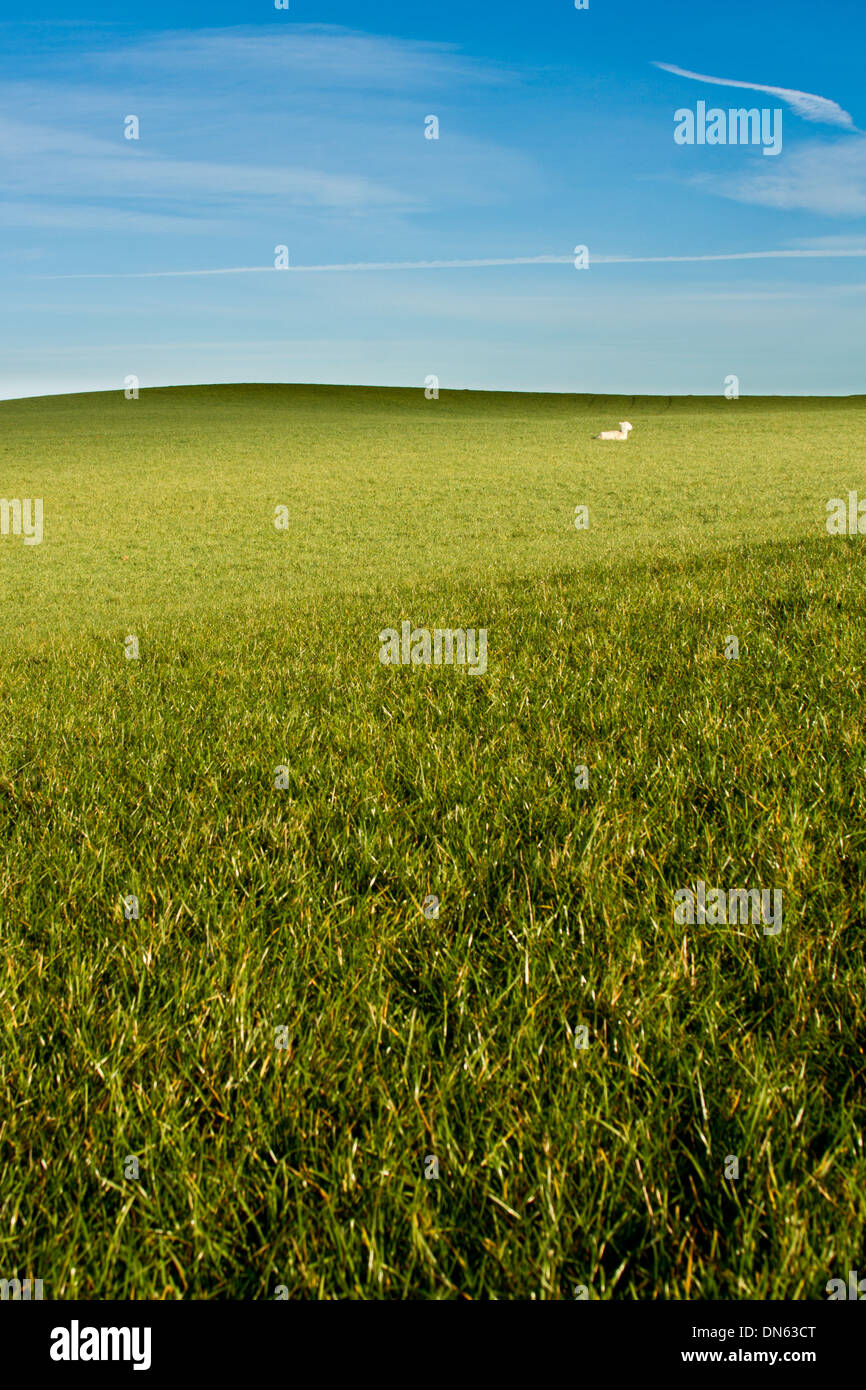 Singola seduta di agnello nell'erba verde in inverno Foto Stock