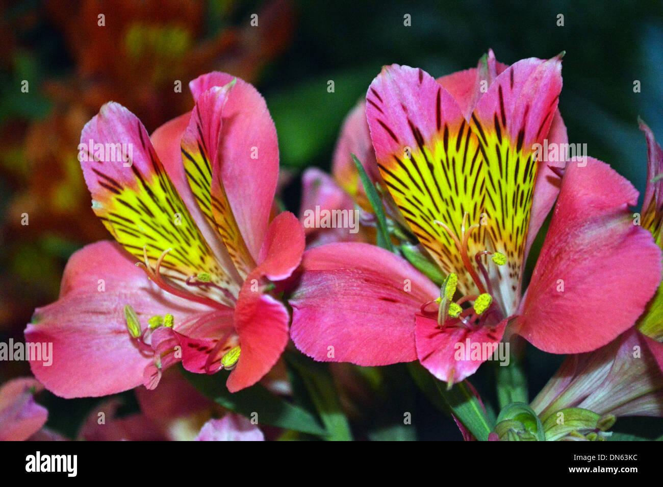 Alstroemeria ibrido o Gigli peruviana (Bonanza) sul display a Harrogate Autunno Flower Show Yorkshire Foto Stock