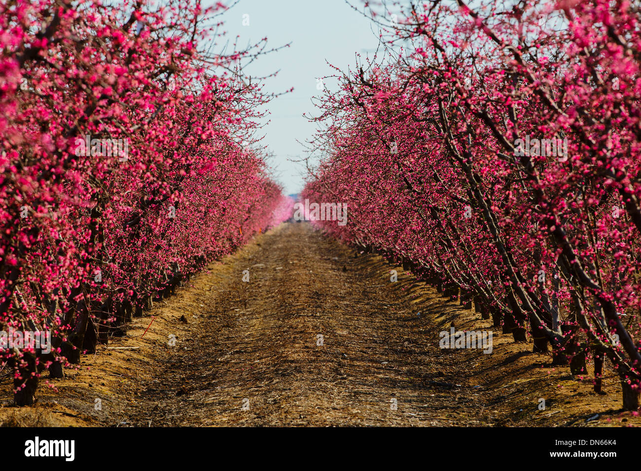 Alberi fioriti Orchard Foto Stock