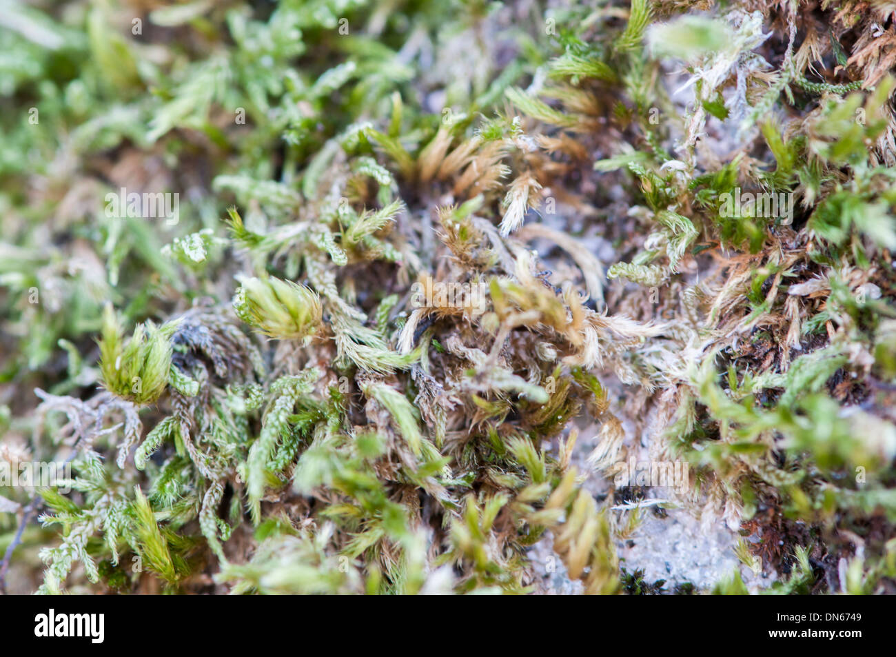 Sfondo di piccole piante verdi Foto Stock