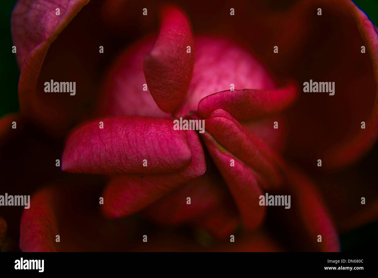 Rose fiore macro micro foglie rosse bloom fiore in fiore Egitto dettagliata dettagli Foto Stock