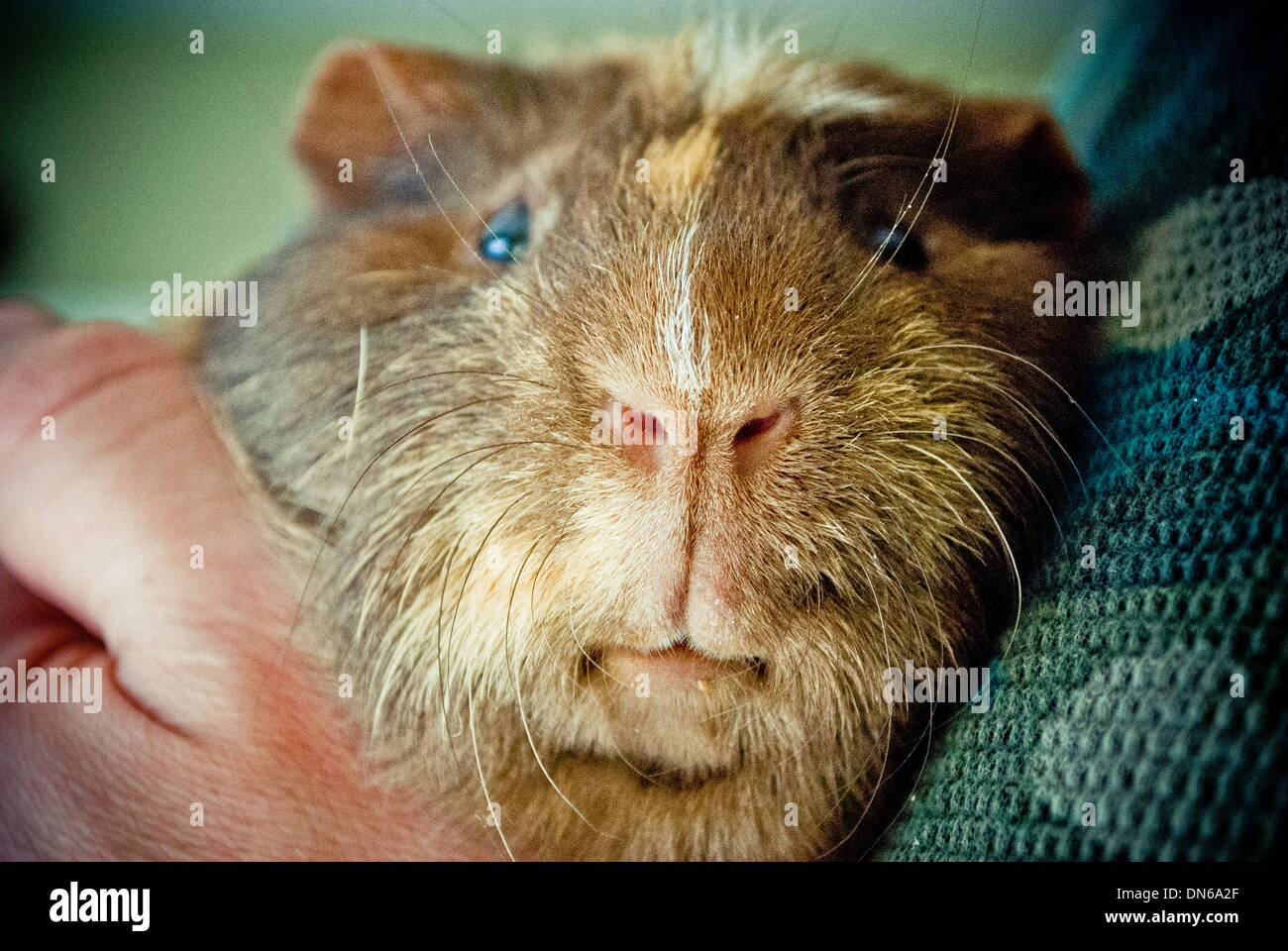 La cavia close up. Foto Stock