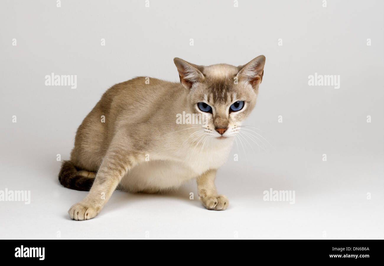 Tonkinese Blue eyed Cat Foto Stock