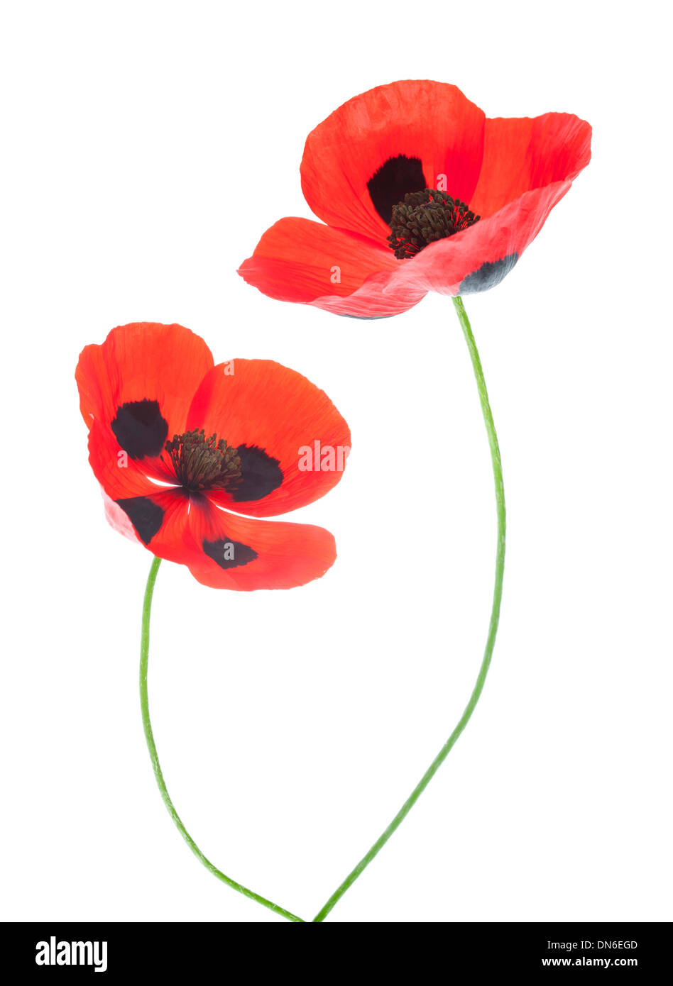 Papaver commutatum "coccinella" isolato su sfondo bianco. Foto Stock