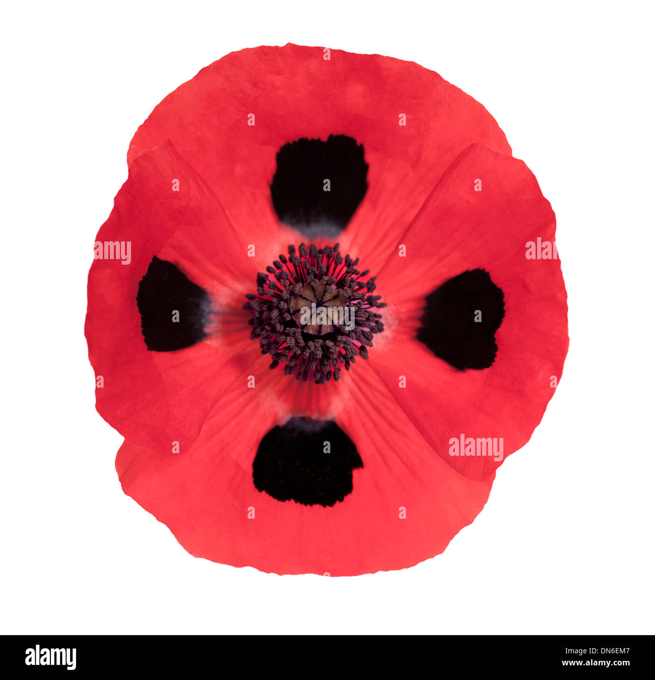 Papaver commutatum "coccinella" isolato su sfondo bianco. Foto Stock