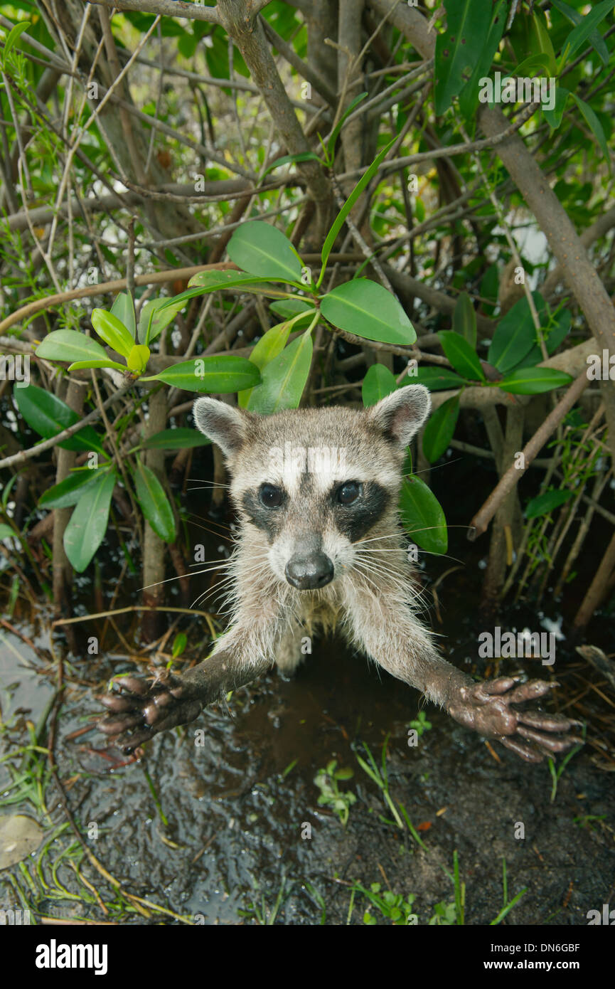 Procione pigmeo (Procione pygmaeus) specie gravemente minacciate, Isola di Cozumel, Messico. In piedi nella palude di mangrovie. Foto Stock
