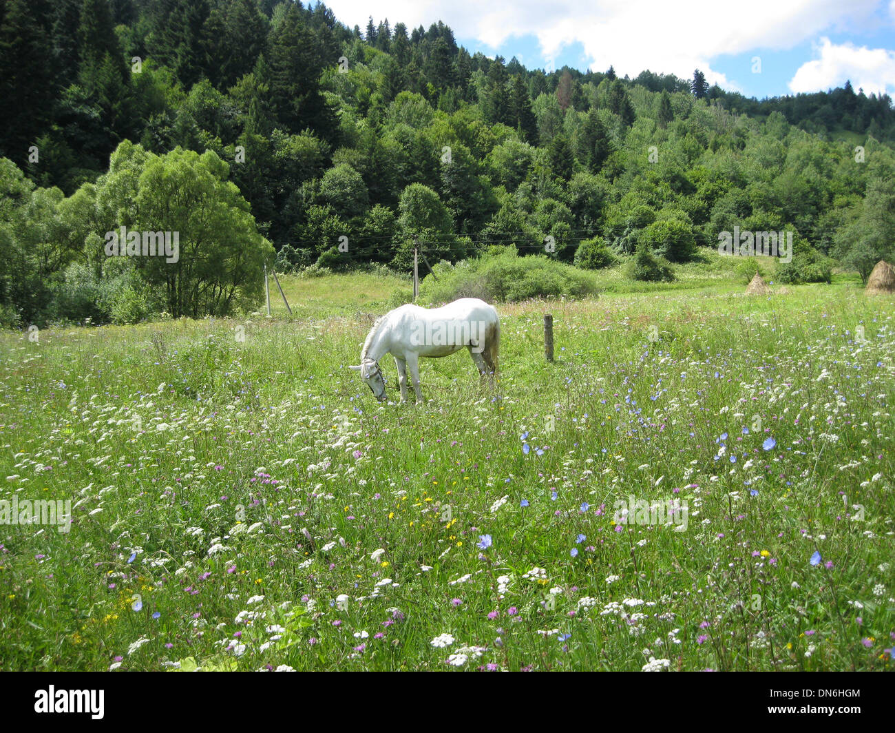 Paesaggio rurale con un campo di fioritura e da un cavallo Foto Stock