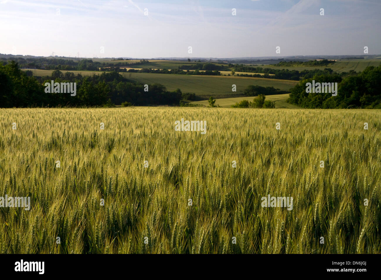 Campo di grano a ovest di Angouleme a sud-ovest della Francia. Foto Stock