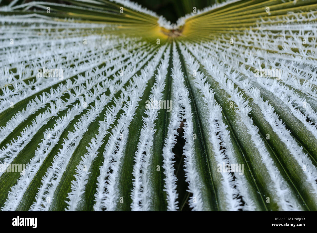 Gelo su foglia di Chusan palm, trachycarpus fortunei // givre sur une"feuille de palmier de Chine, trachycarpus fortunei Foto Stock