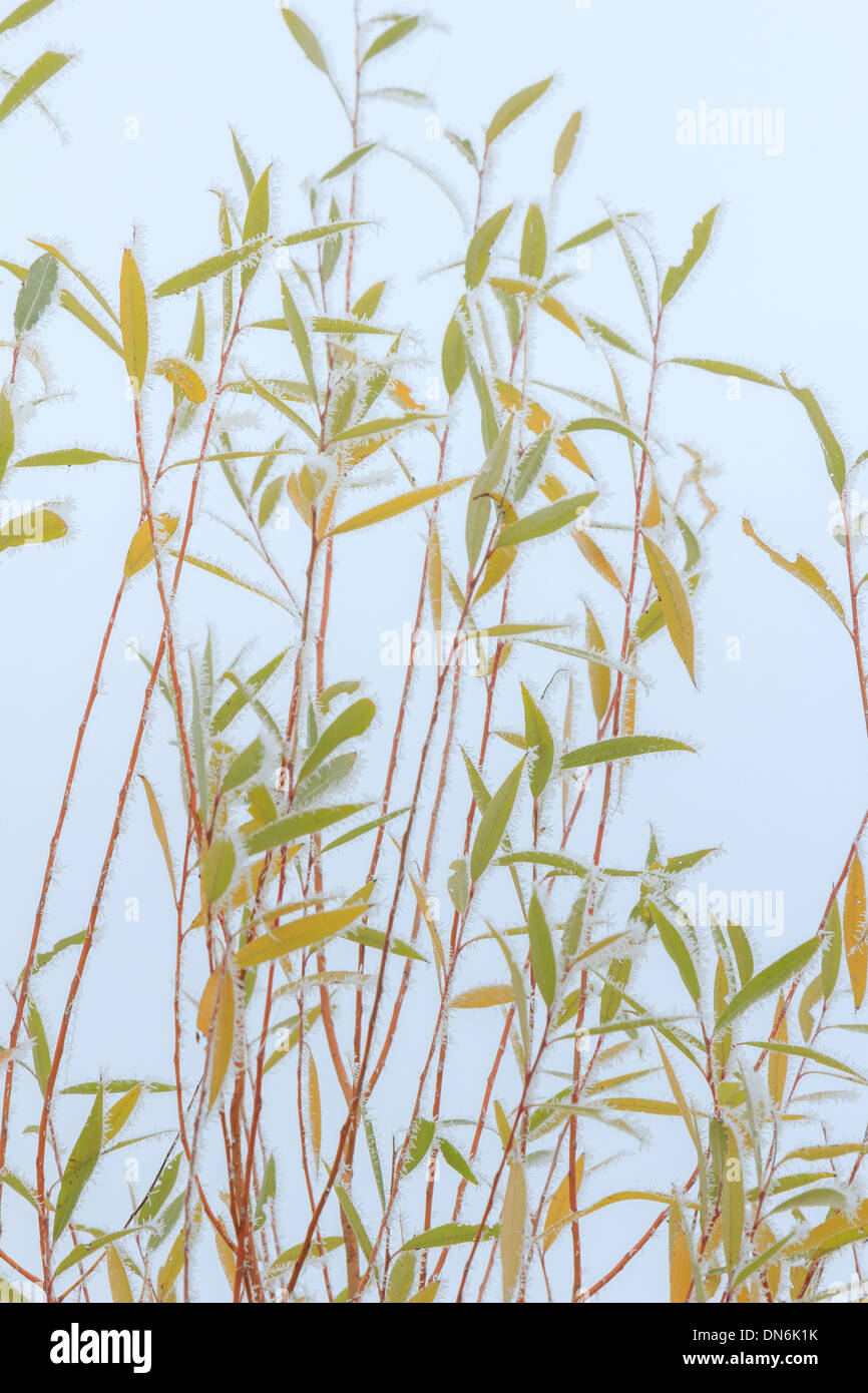 La brina sulle foglie di salice bianco // givre sur feuilles saule blanc, Salix alba Foto Stock