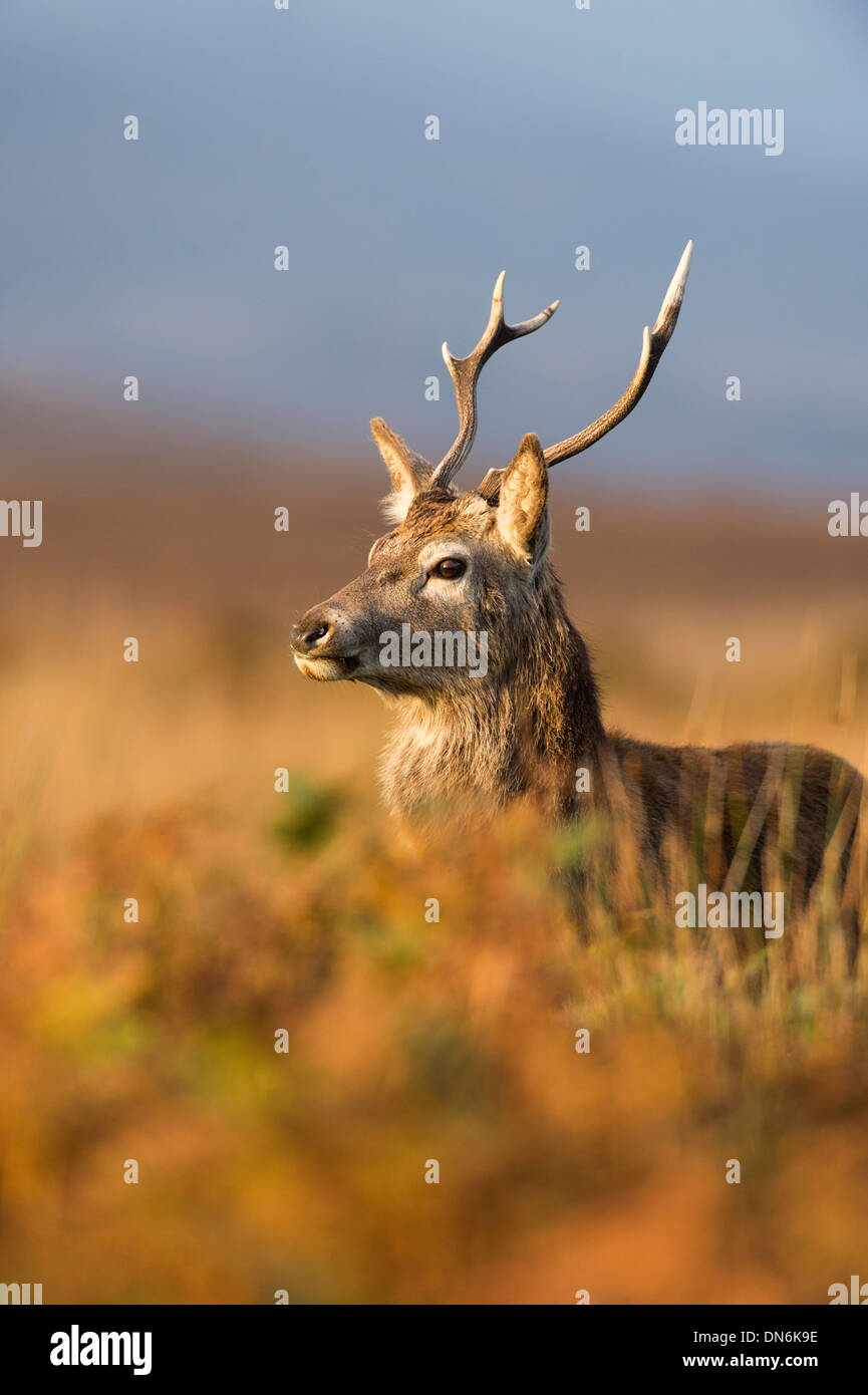 Il cervo (Cervus elaphus), Regno Unito Foto Stock