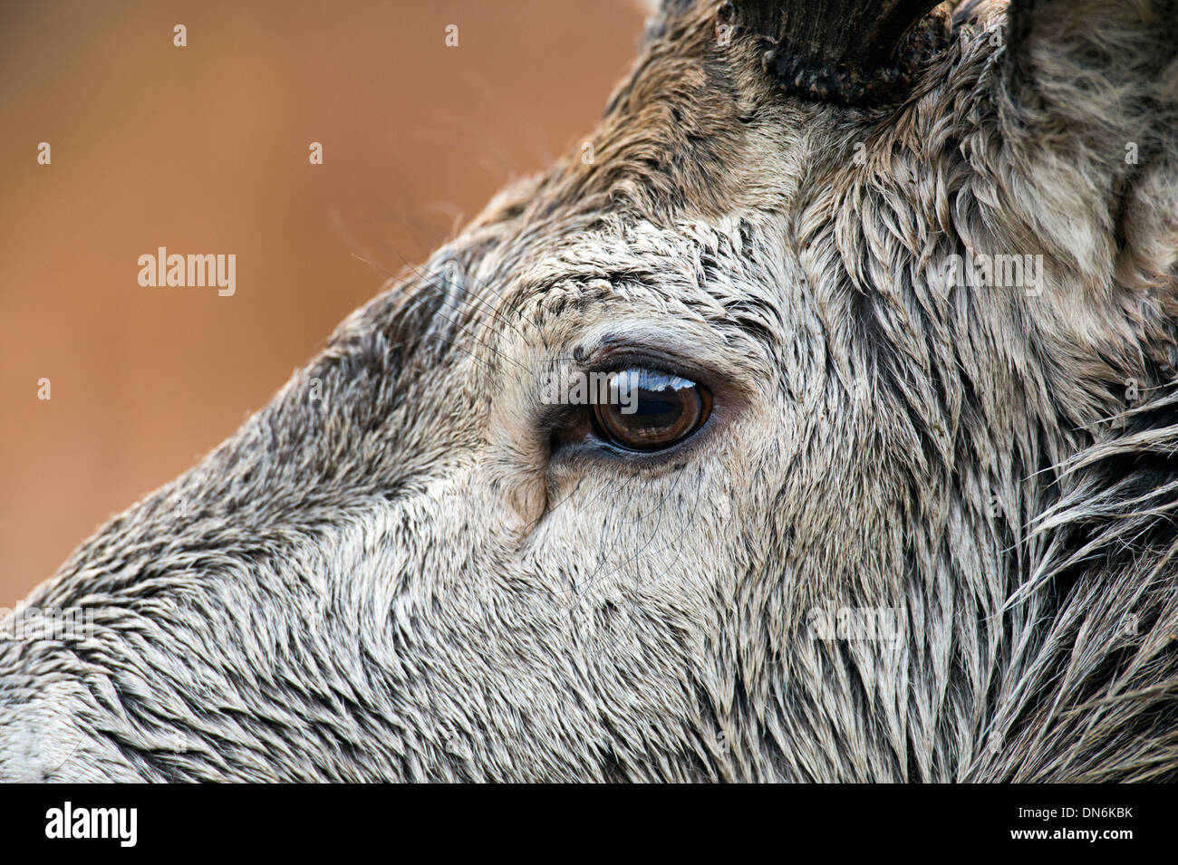 Il cervo (Cervus elaphus), Regno Unito Foto Stock