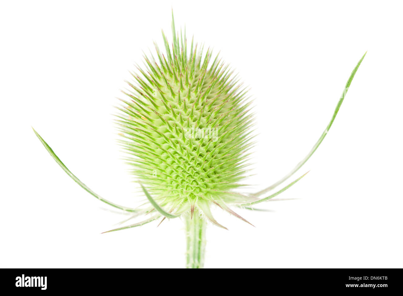 Wild Teasel seedhead isolato su sfondo bianco con profondità di campo ridotta. Foto Stock