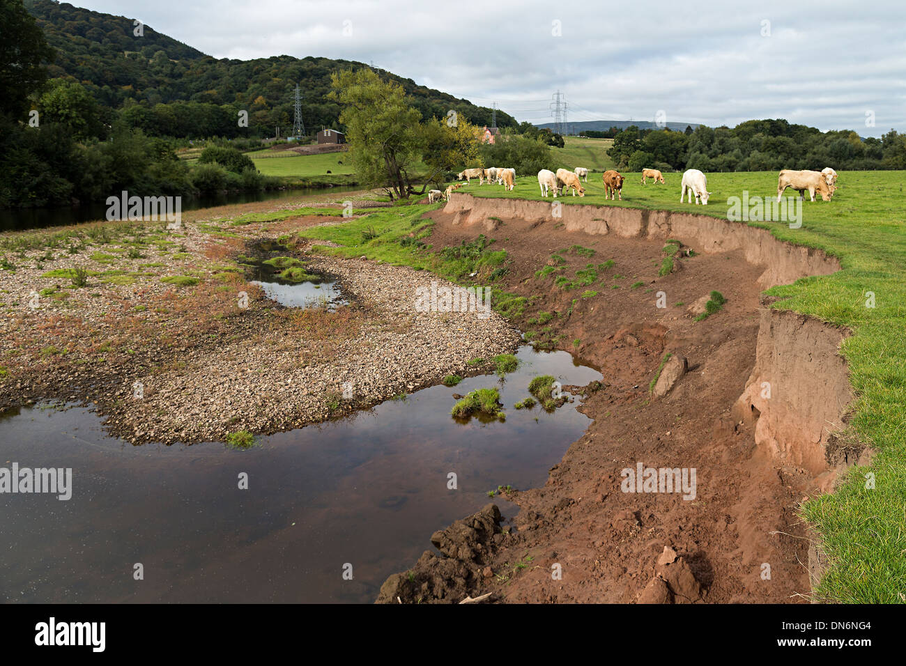 Banca di fiume erosione del campo sul fiume Usk a Abergavenny, Wales, Regno Unito Foto Stock