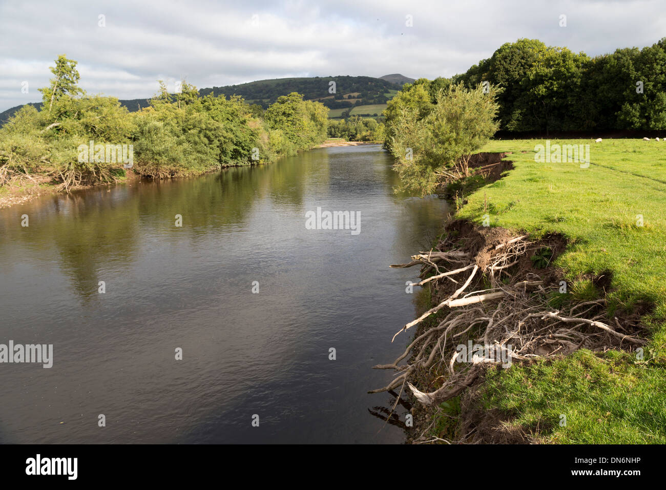 Banca di fiume erosione del campo sul fiume Usk a Abergavenny, Wales, Regno Unito Foto Stock