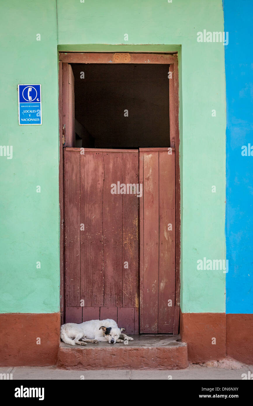 Cane a pelo, Trinidad, Cuba Foto Stock