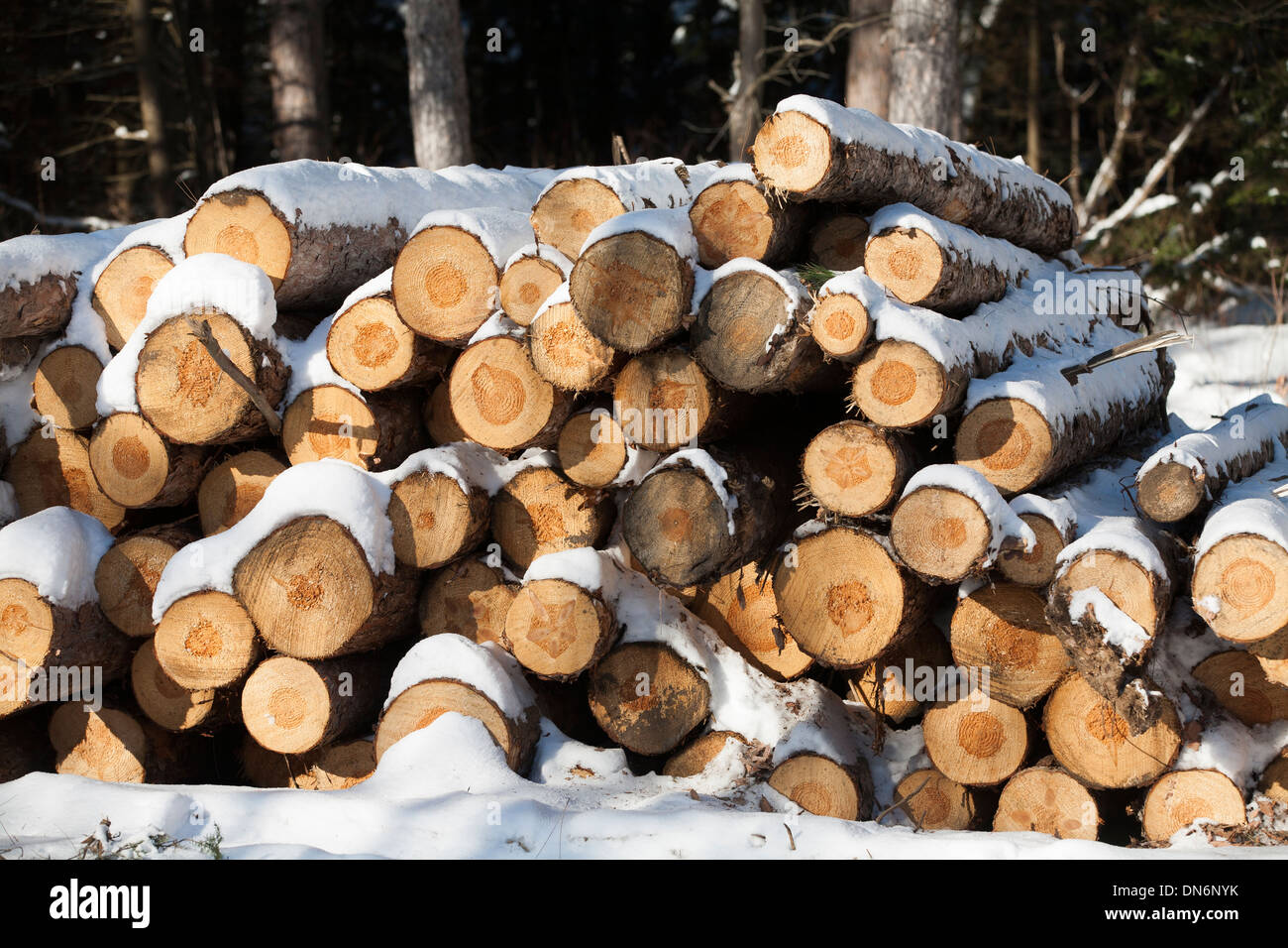 Una pila di registri sedersi sotto la neve . Foto Stock