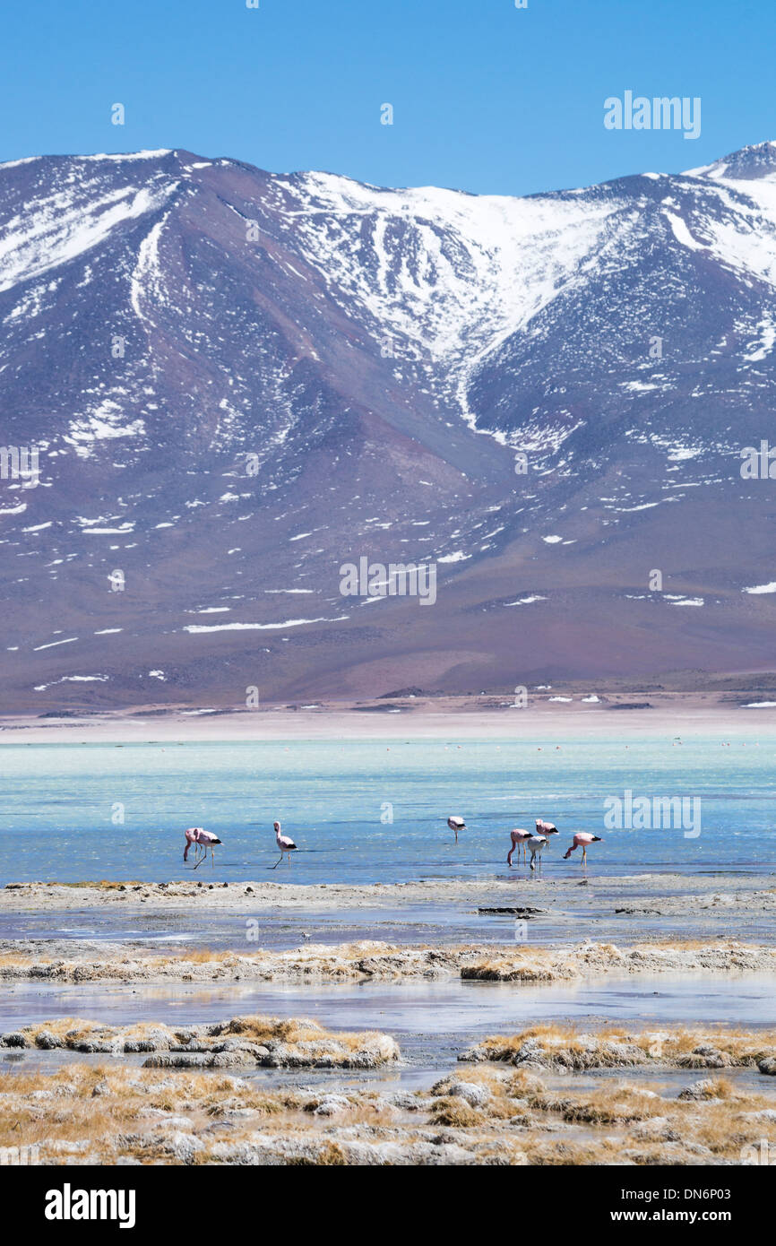 Laguna Blanca (laguna bianca) con i fenicotteri andini e montagne andine in distanza, nei pressi del boliviano e cileno di frontiera, Bolivia Foto Stock