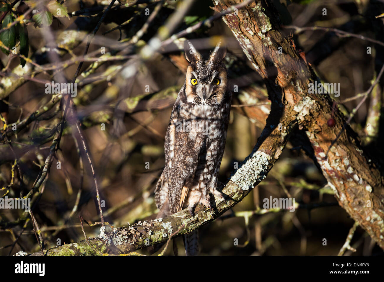 Long eared owl e ben Camouflage Foto Stock