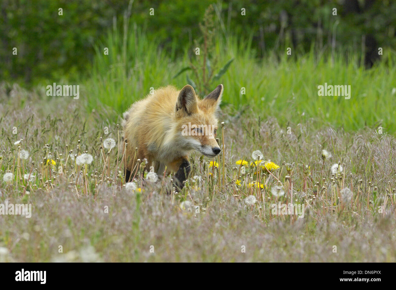 Red Fox (Vulpes vulpes fulva) caccia. Il Parco Nazionale del Grand Teton, Wyoming negli Stati Uniti. Foto Stock