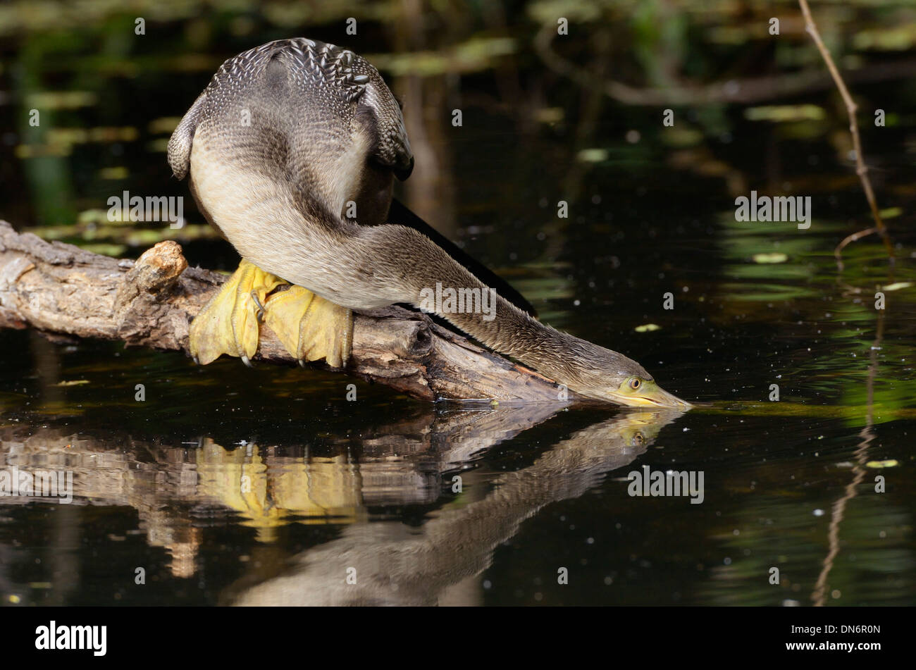 Anhinga (Anhinga anhinga). Parco nazionale delle Everglades, Florida, Stati Uniti d'America. Foto Stock