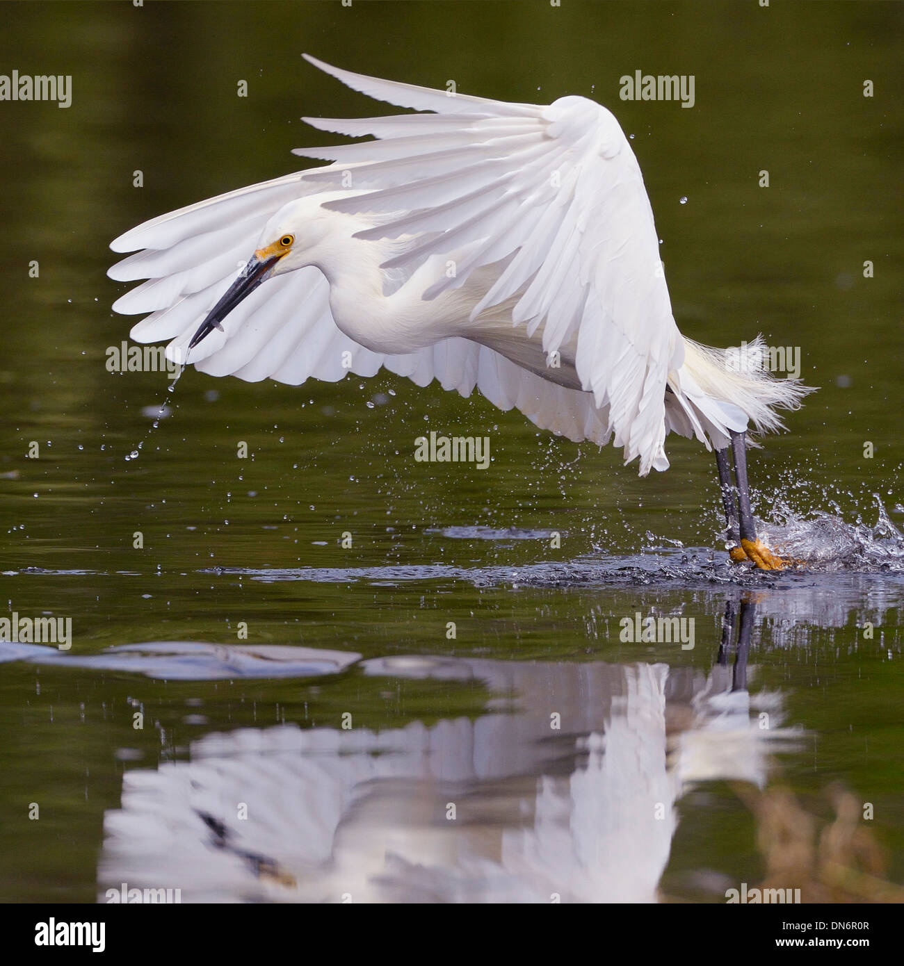 Snowy Garzetta battenti e con attività di pesca nell'Everglades Foto Stock