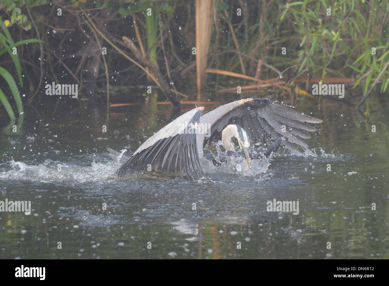 Airone blu (Ardea erodiade). Immersioni subacquee per i pesci. Everglades, Florida, Stati Uniti d'America. Foto Stock