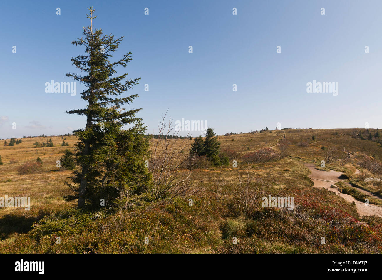 Elk213-2944 Francia, Alsazia, Route des Cretes, Gazon de Faing paesaggio Foto Stock