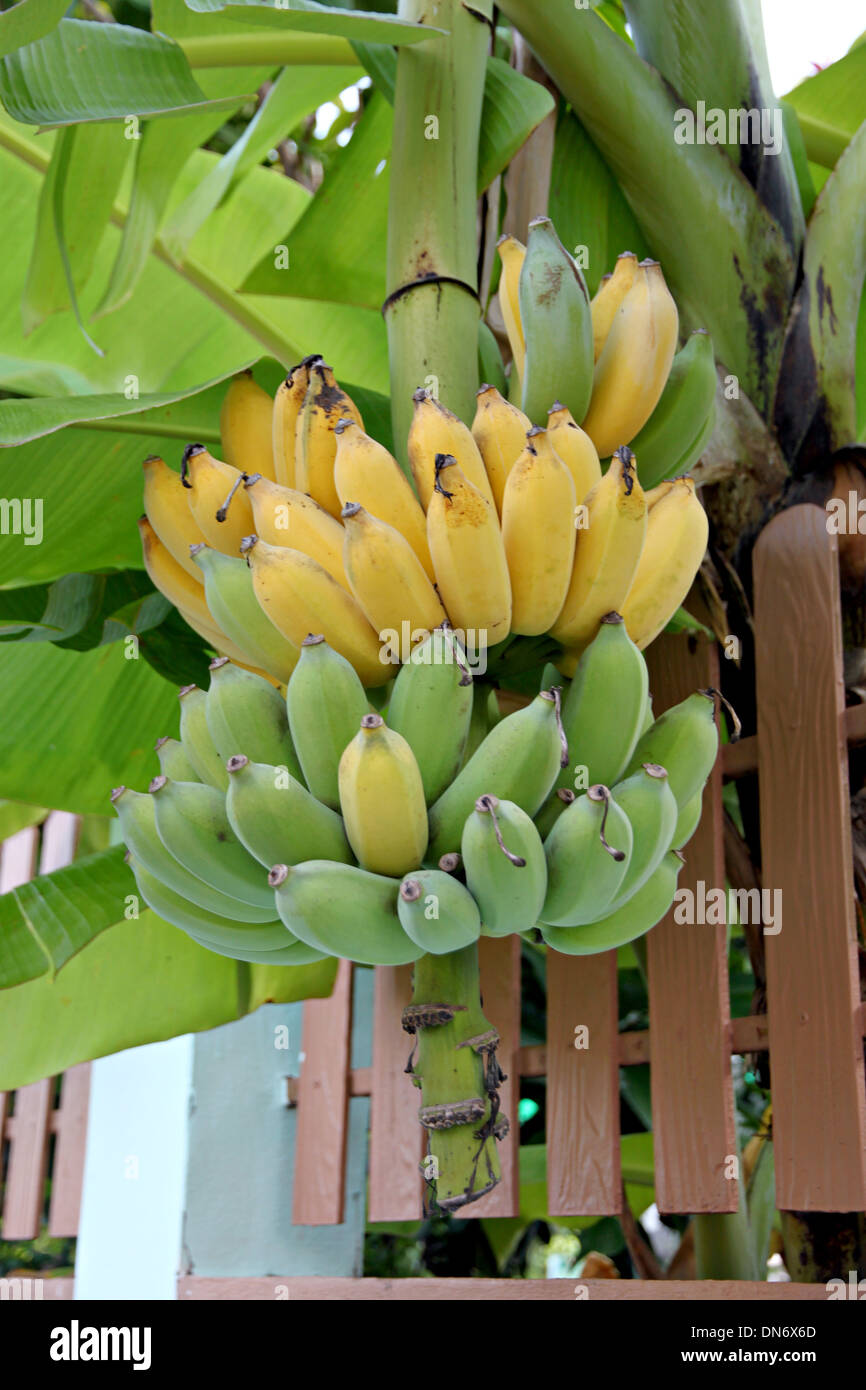Coltivate le banane maturazione su albero in cortile Orchard. Foto Stock