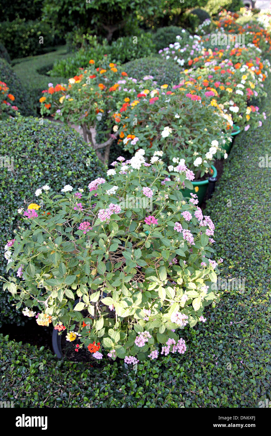 Colorato di Lantana fiori nel cortile. Foto Stock