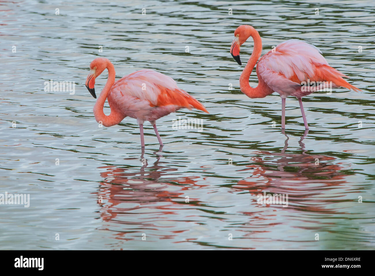 Fenicottero maggiore (Phoenicopterus ruber) Foto Stock
