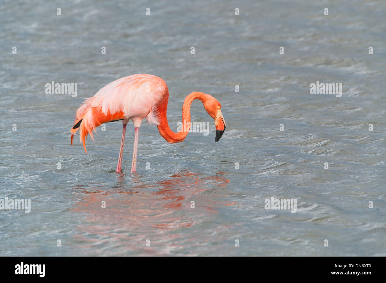 Fenicottero maggiore (Phoenicopterus ruber) Foto Stock