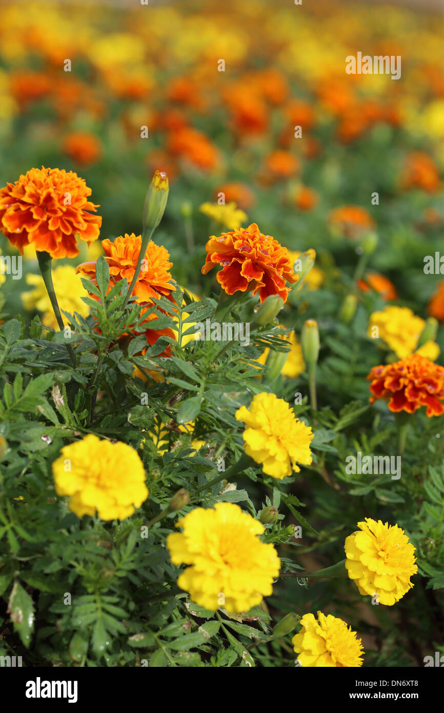 Calendula fiori che sbocciano nel campo, sfondo floreale Foto Stock